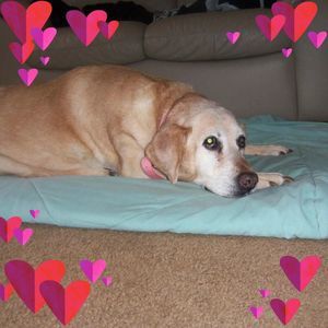 Meet your Posher, Joyce